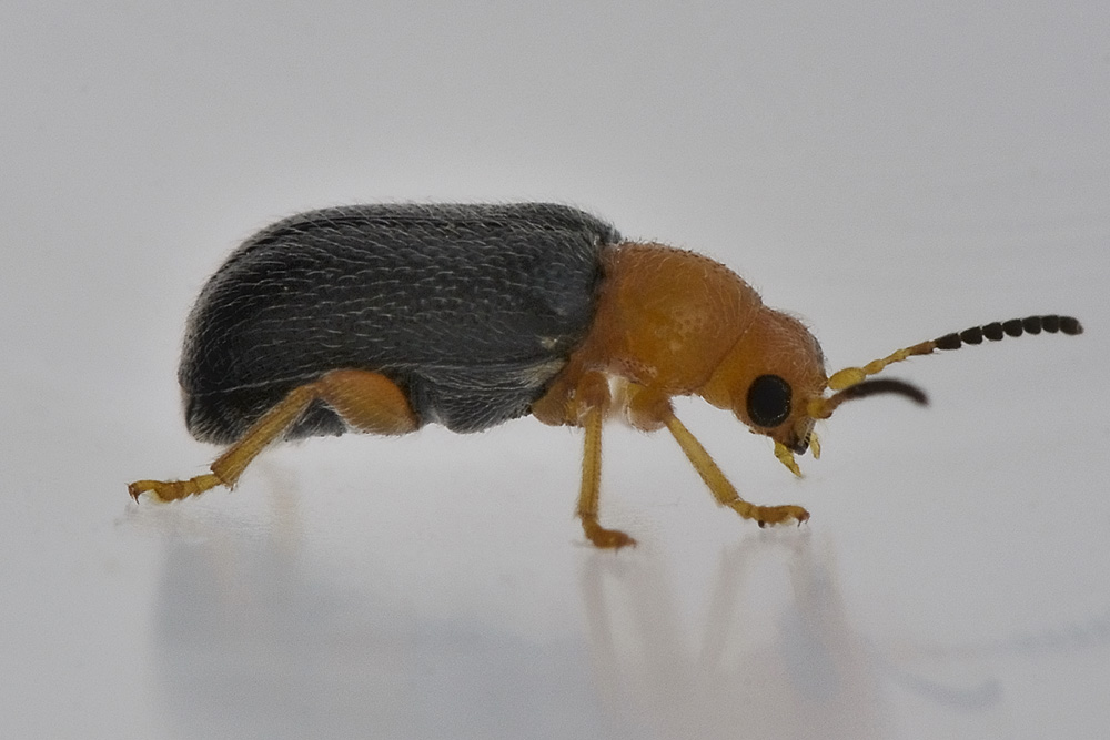 Zeugophora cf. subspinosa - Chrysomelidae